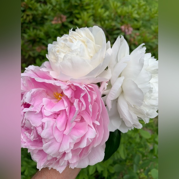 Meet your Posher, Shop - Picture 2 of 2